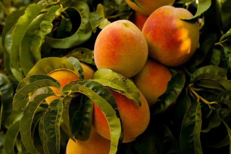 peaches2.jpg