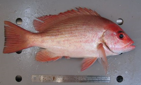 Species page - qld.gov.au