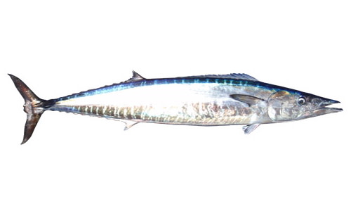 Species page - qld.gov.au