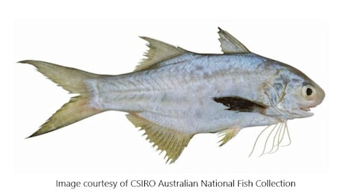 Species page - qld.gov.au