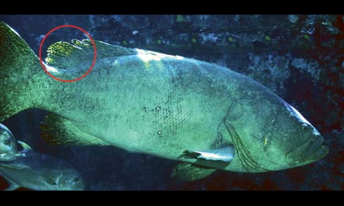 Species page - qld.gov.au