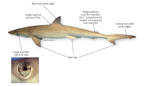 Species page | Recreation, sport and arts | Queensland Government