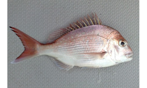 Qld Snapper Species page - qld.gov.au