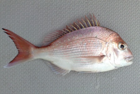 Species page - qld.gov.au