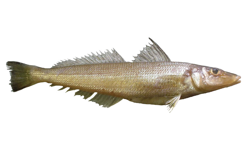 Whitburn Fish Species page - qld.gov.au