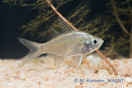 Species page - qld.gov.au