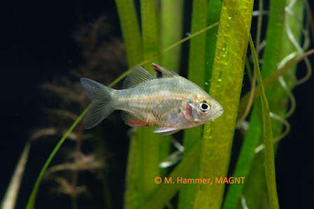 Species page - qld.gov.au