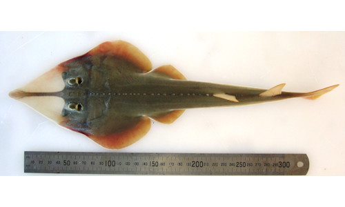 Raynovit Fish Species page - qld.gov.au