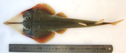 Species page - qld.gov.au