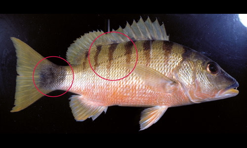 Banded Snapper Species page - qld.gov.au