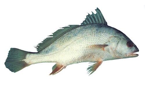 Species page - qld.gov.au