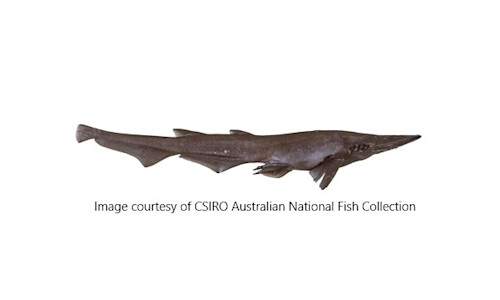 Apristurus Species page - qld.gov.au