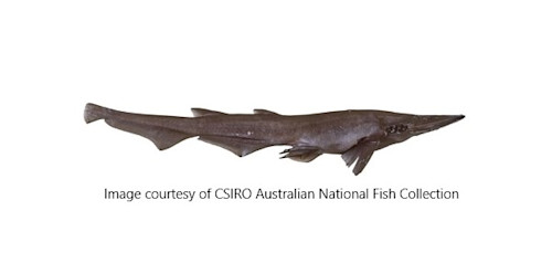 Species page - qld.gov.au