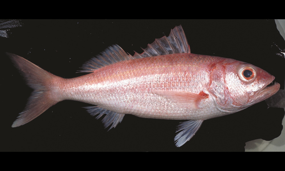 Qld Snapper Species page - qld.gov.au
