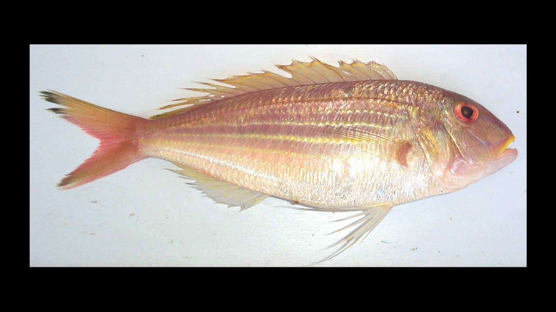 Species page - qld.gov.au