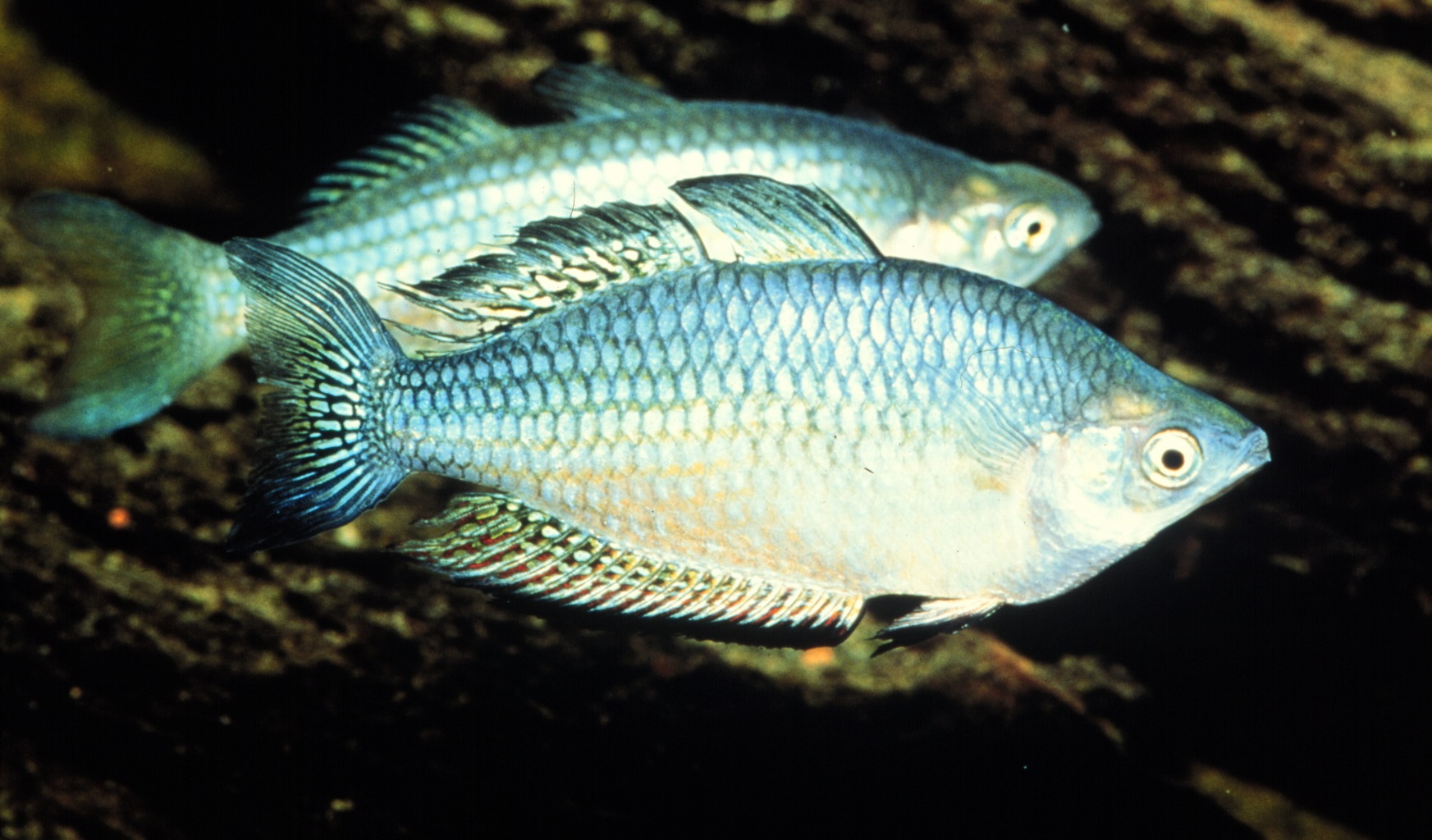Species page - qld.gov.au