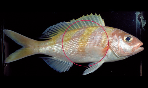 Species page - qld.gov.au