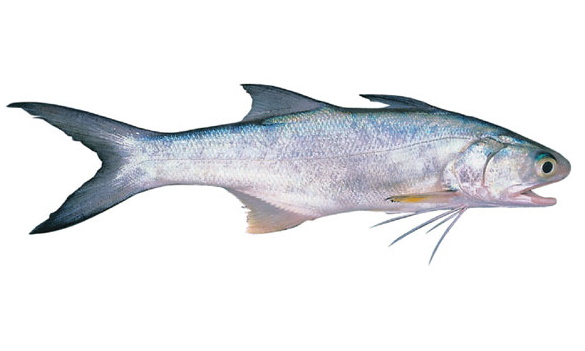 Species page - qld.gov.au