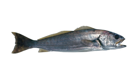 Species page - qld.gov.au