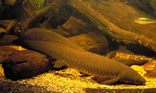 Species page - qld.gov.au