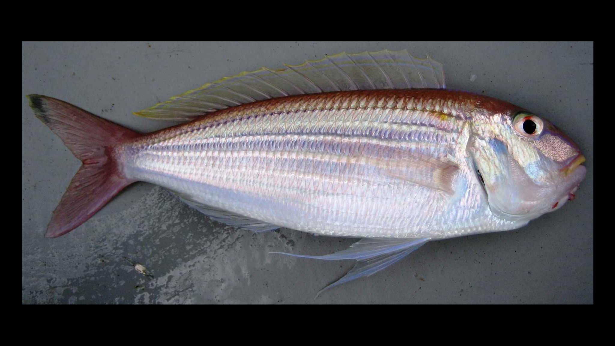 Species page - qld.gov.au