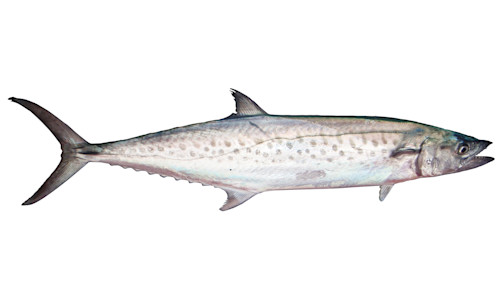 Species page - qld.gov.au