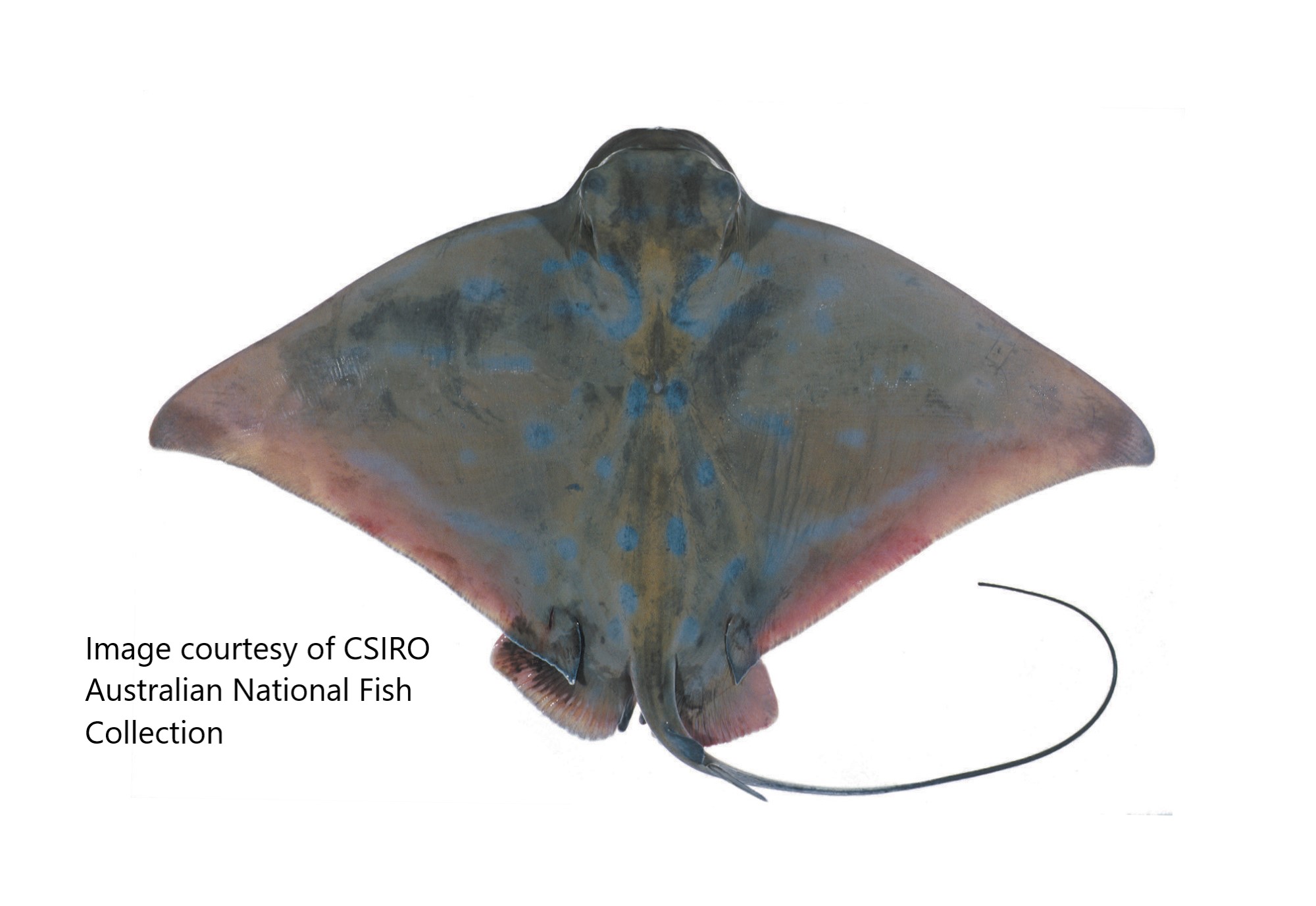 Australian Rays Species page - qld.gov.au