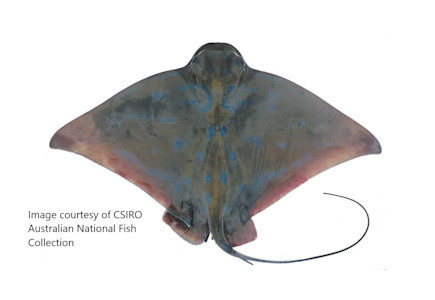 Species page - qld.gov.au