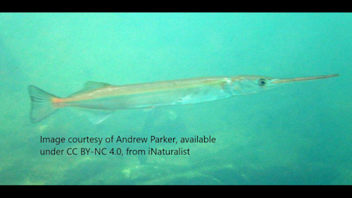 Species page - qld.gov.au