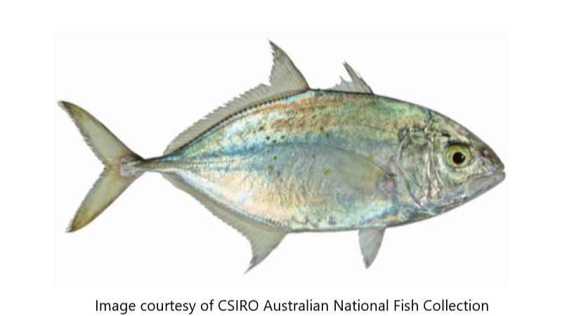 Species page - qld.gov.au