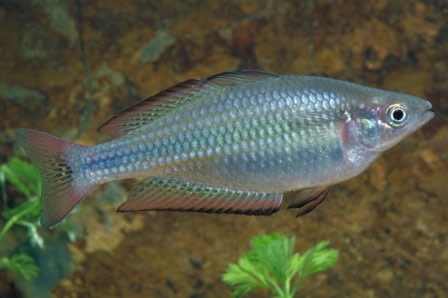 Species page - qld.gov.au