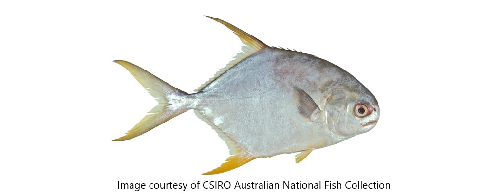 Species page - qld.gov.au