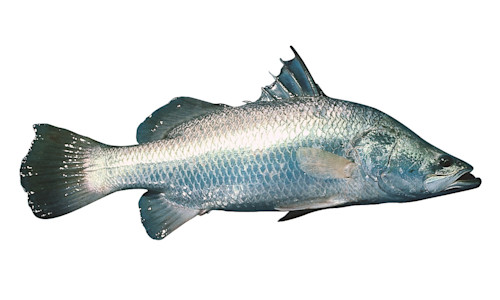 Species page | Recreation, sport and arts | Queensland Government