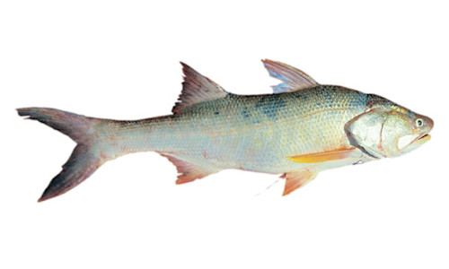 Species page - qld.gov.au