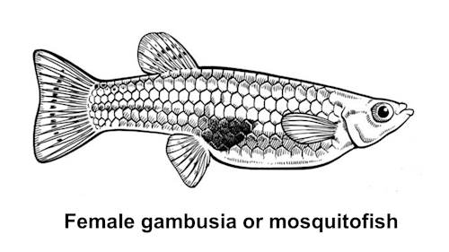 Species page - qld.gov.au