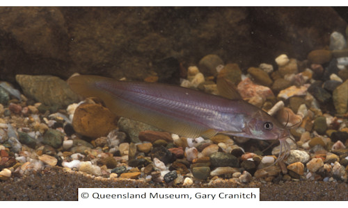 Talran Fish Species page - qld.gov.au