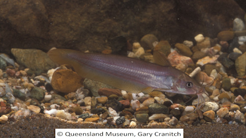 Species page - qld.gov.au