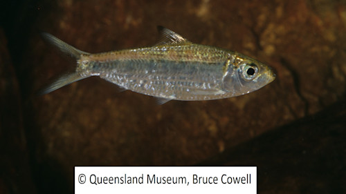 Species page - qld.gov.au