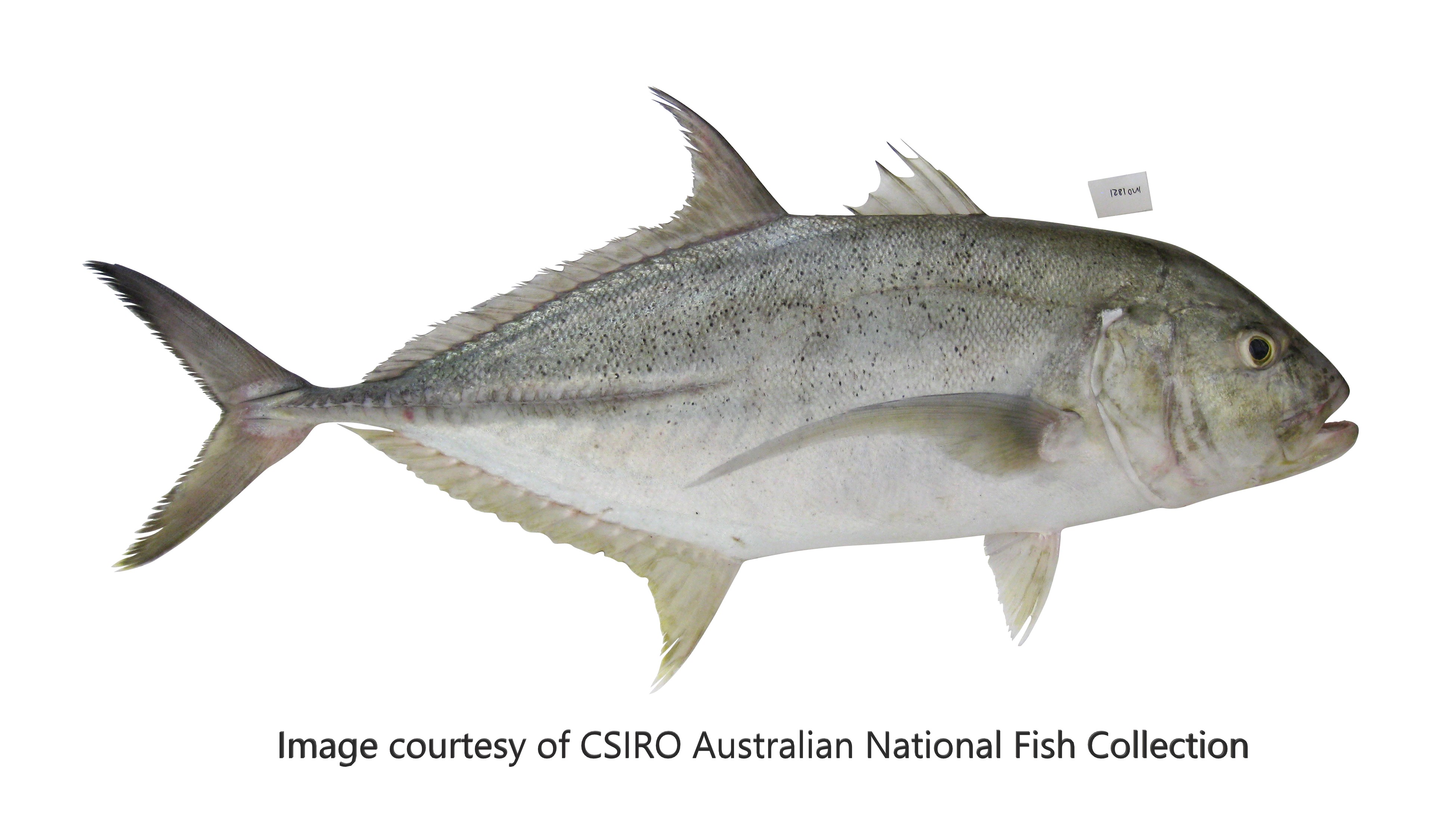 Species page - qld.gov.au