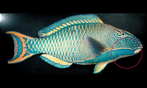 Species page - qld.gov.au