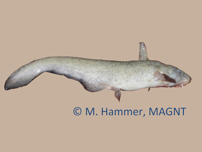 Species page - qld.gov.au