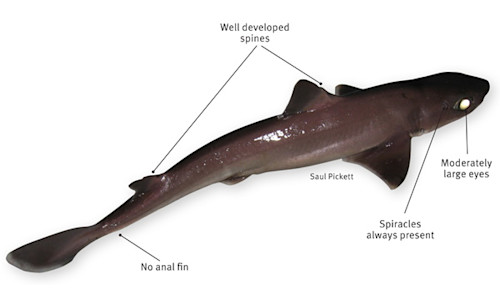 Species page - qld.gov.au