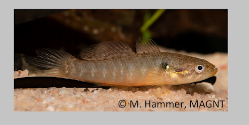 Species page | Recreation, sport and arts | Queensland Government