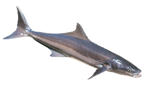 Species page - qld.gov.au
