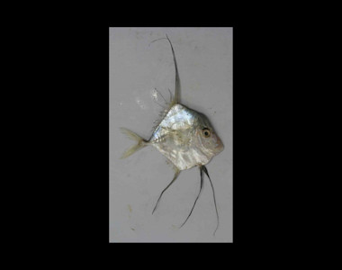 Species page - qld.gov.au