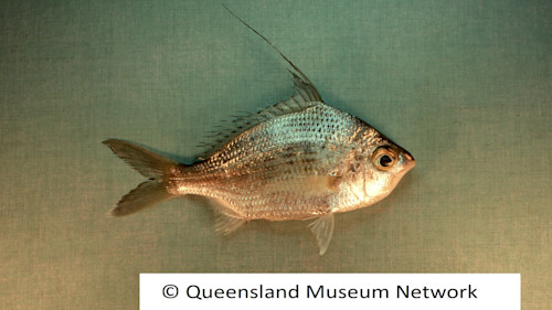 Species page | Recreation, sport and arts | Queensland Government
