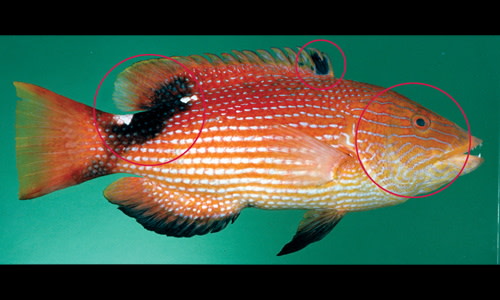 Eastern Pigfish Species page - qld.gov.au