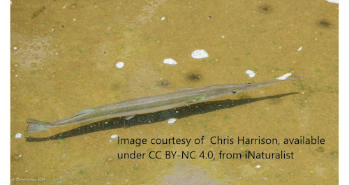 Species page - qld.gov.au