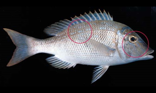 Species page - qld.gov.au