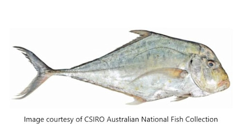 Species page - qld.gov.au